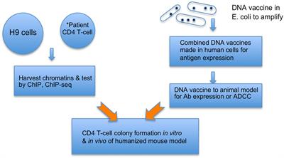 Approaches to pandemic prevention – the chromatin vaccine